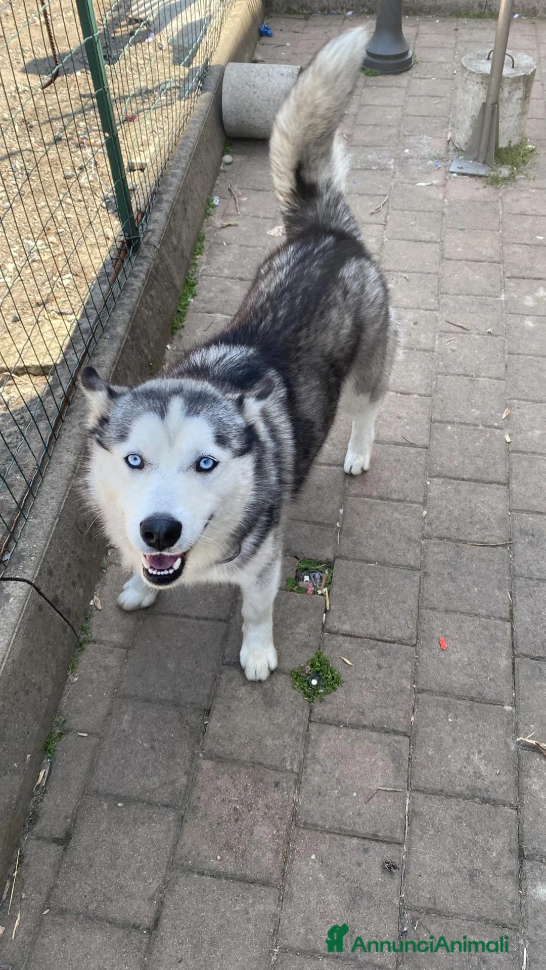 Husky cani in vendita: Husky maschio di 5 anni - Annuncio 1