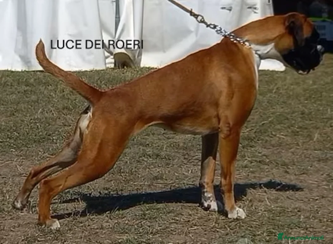 Boxer cani in vendita: boxer cucciolo - Annuncio 2
