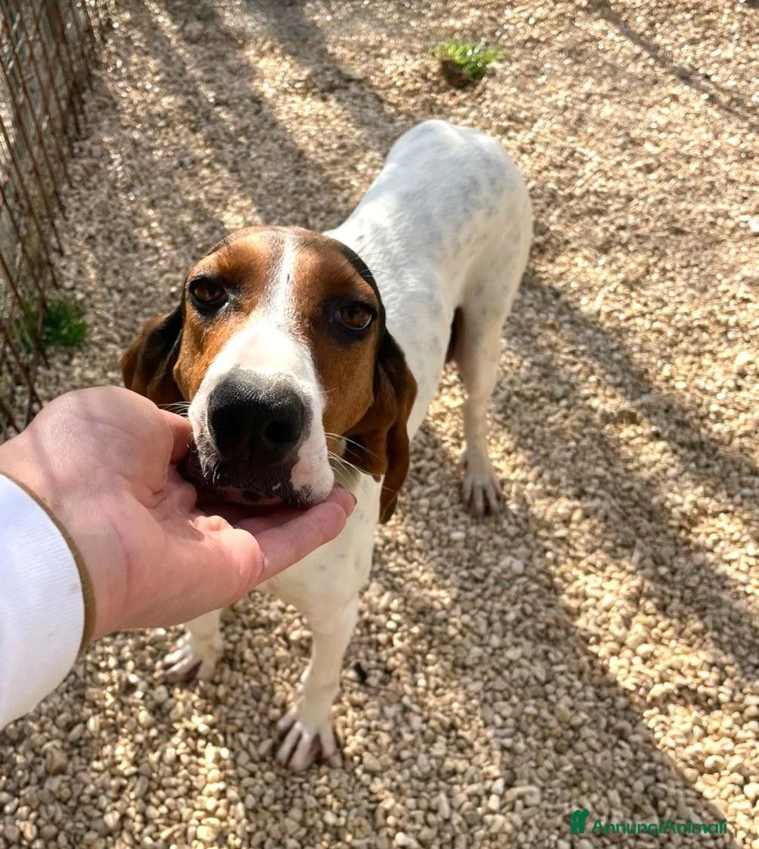 Meticcio cani in regalo: LA BELLISSIMA PENNY ASPETTA TE - Annuncio 2