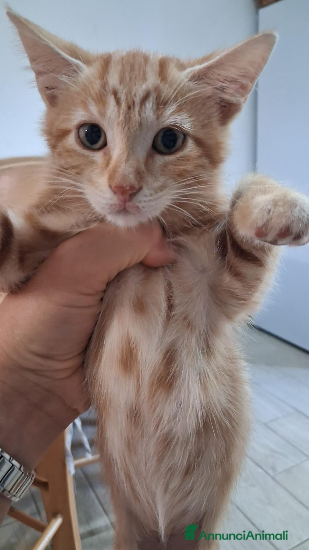 Meticcio gatti in regalo: GATTINI ROSSI - Annuncio 4