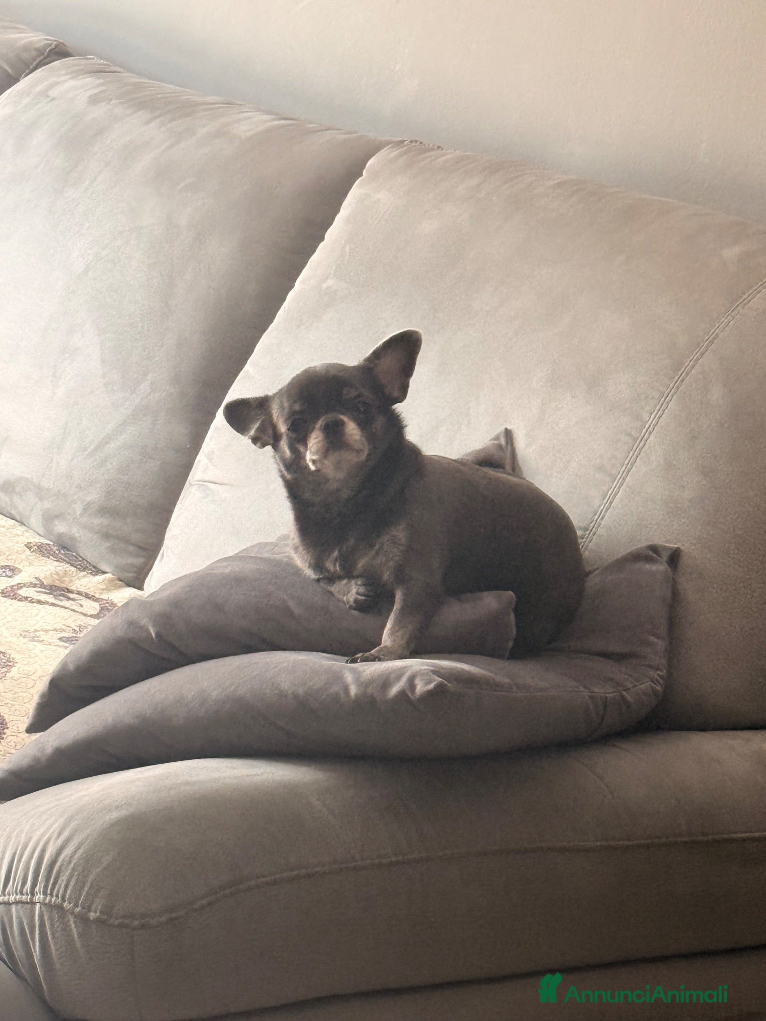 Chihuahua cani Cucciolo di chihuahua - Annuncio 1