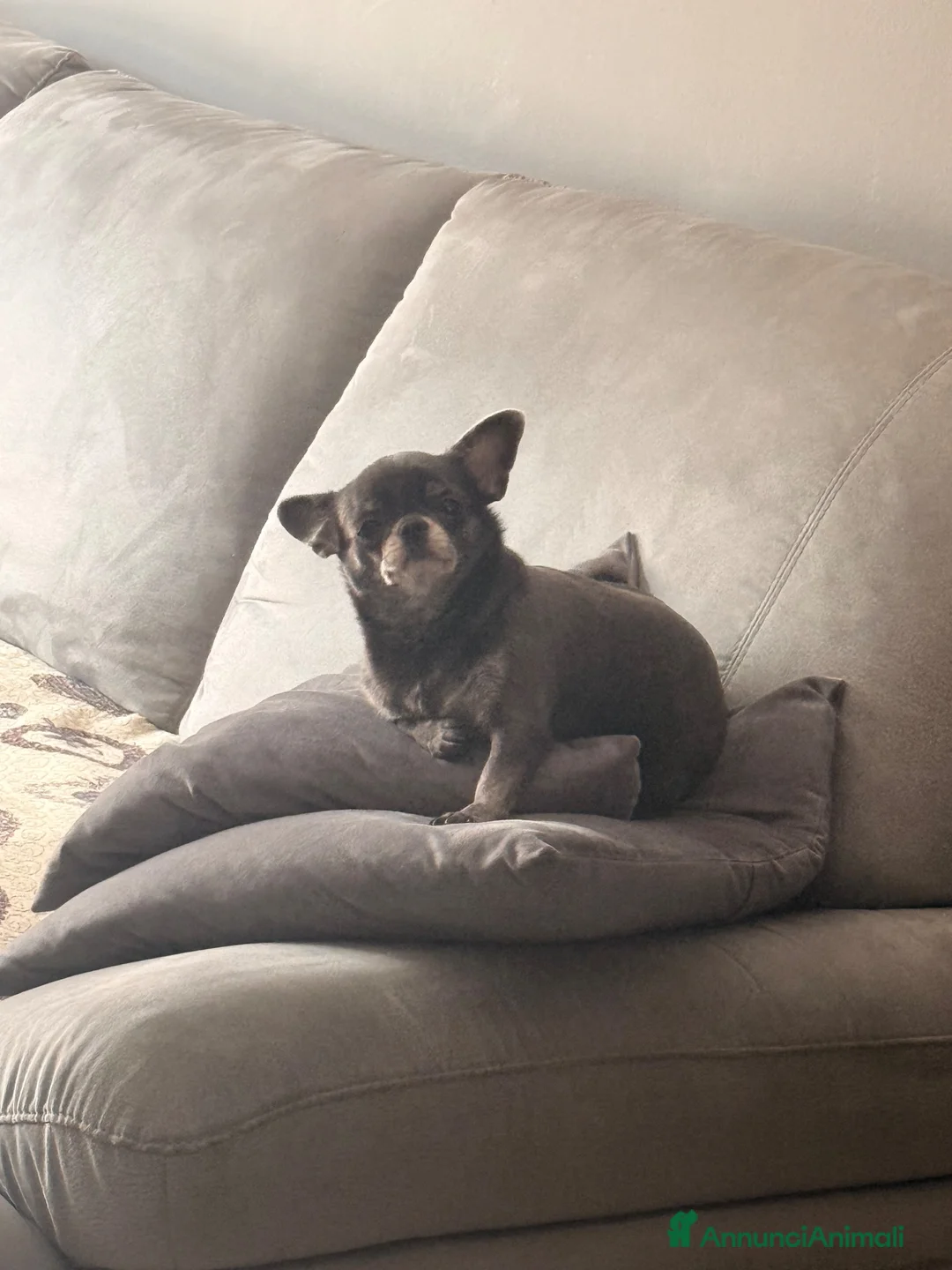 Chihuahua cani in vendita: Cucciolo di chihuahua - Annuncio 1