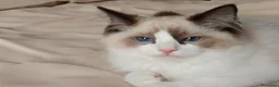 Ragdoll gatti in vendita: Ragdoll - Annuncio 5