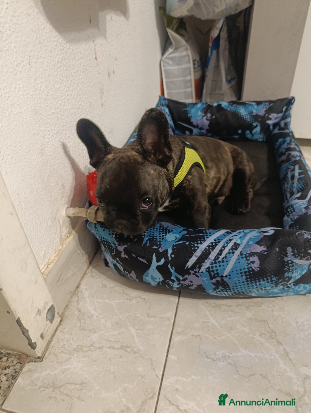 Bulldog Francese cani in vendita: Bulldog francese maschio  - Immagine 8