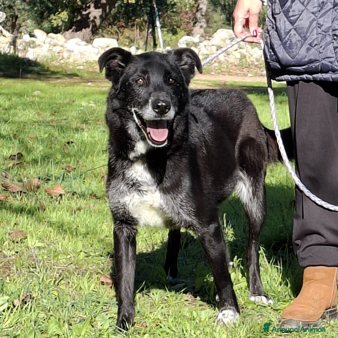 Meticcio cani in regalo: Crik&Crok Cerca Famiglia. Info Monica 3890238584 - Annuncio 3