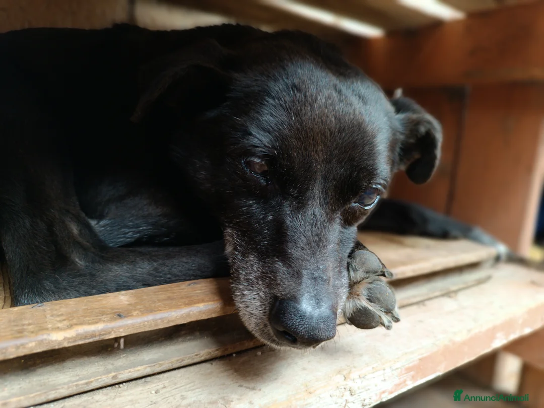 Meticcio cani in regalo: Bobby super adozione del ❤️ - Annuncio 5