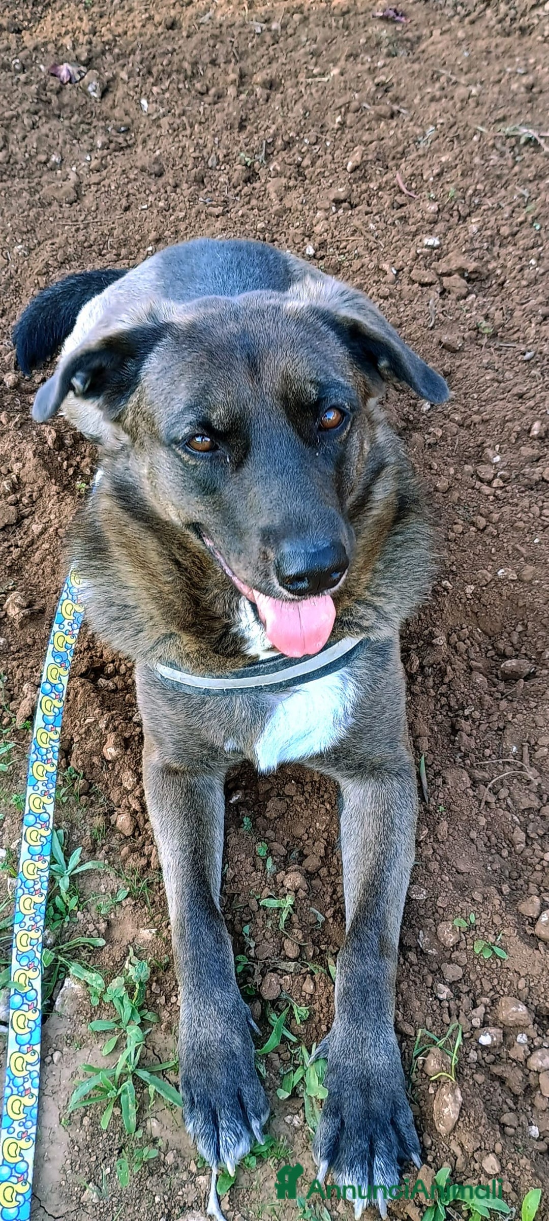 Meticcio cani in regalo: Nerina - Annuncio 2