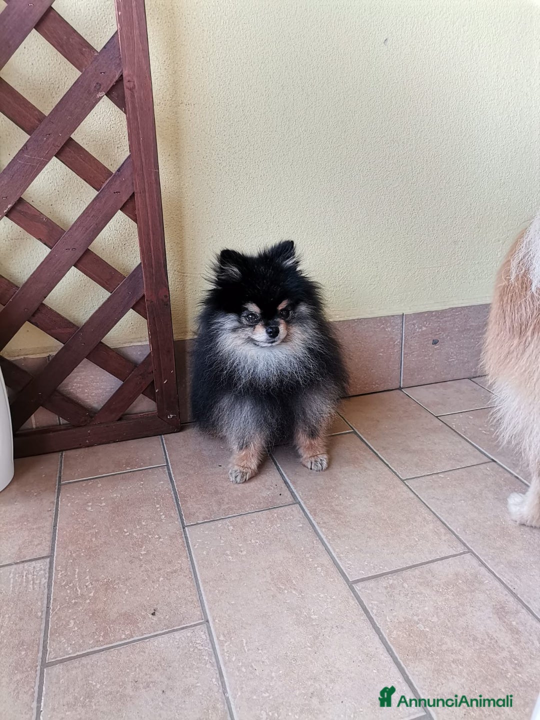 Spitz cani per accoppiamento: Stallone Spitz tedesco nano per monta. a Provincia di Latina - Annuncio 5