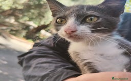 Altre razze gatti in regalo: Nemo, gattino sogna casa - Immagine 1