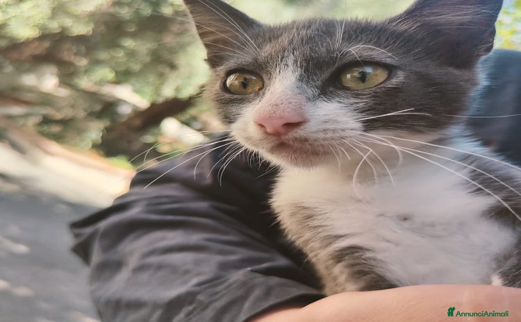 Altre razze gatti - Annuncio 4