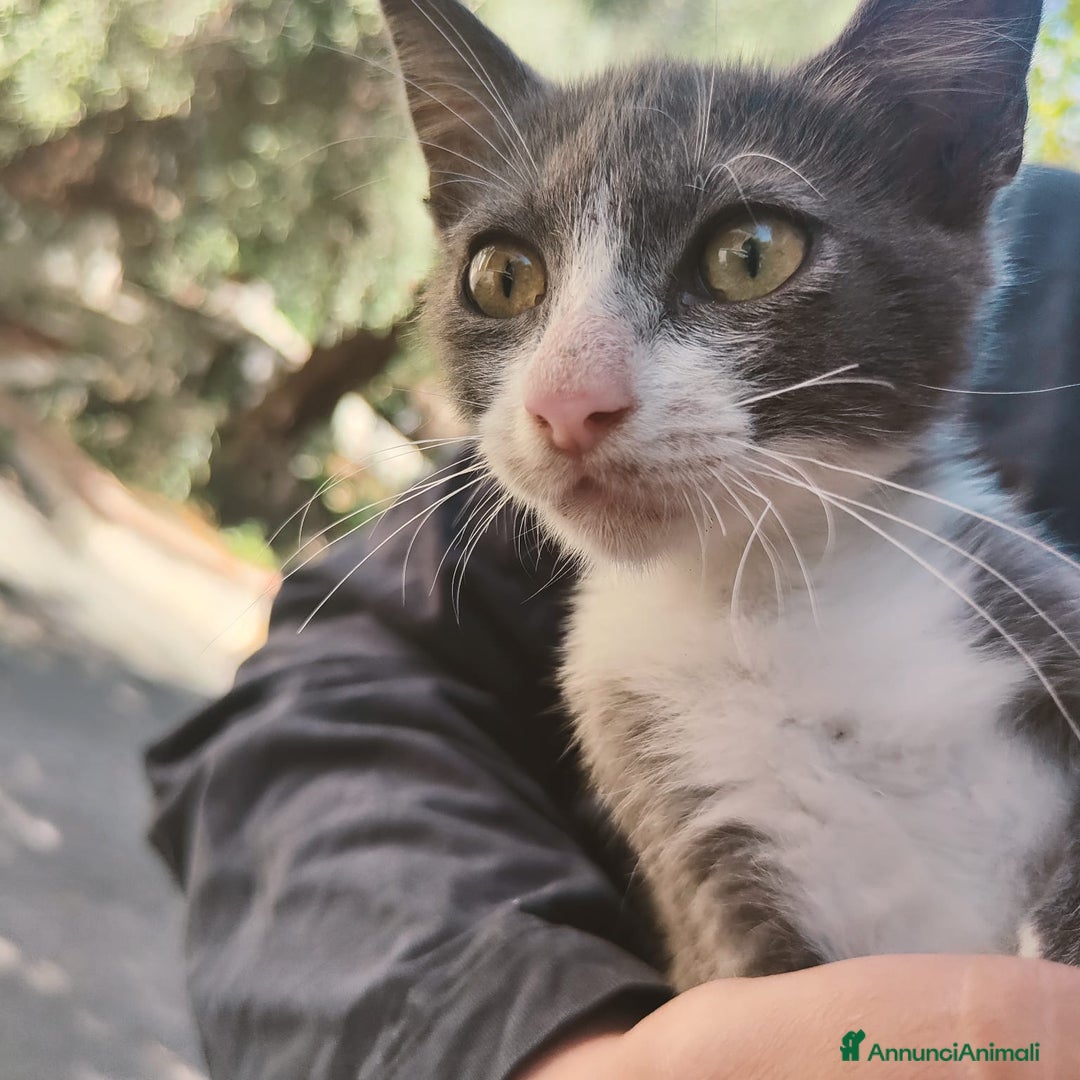 Altre razze gatti in regalo: Nemo, gattino sogna casa - Immagine 1