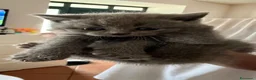 Scottish gatti in vendita: scottish - Annuncio 5