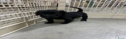 Meticcio cani in vendita: Cuccioli da tartufo  a Provincia di Potenza - Annuncio 4