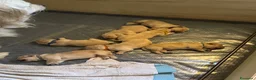 Golden Retriever cani in vendita: Cuccioli di Golden Retriever  - Annuncio 6