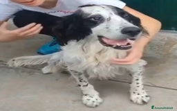 Setter Inglese cani in regalo: Setter 9anni ipovedente in rifugio da mesi.BRESCIA a Città metropolitana di Milano - Immagine 6