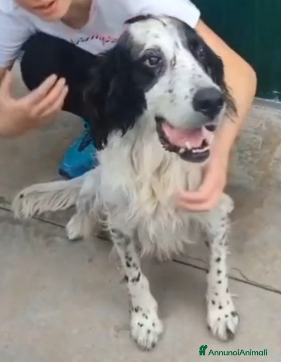 Setter Inglese cani in regalo: Setter 9anni ipovedente in rifugio da mesi.BRESCIA a Città metropolitana di Milano - Immagine 6