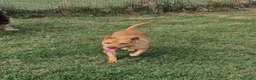 Meticcio cani in regalo: Agata, cucciolona derivata Pitt marrone - Annuncio 5