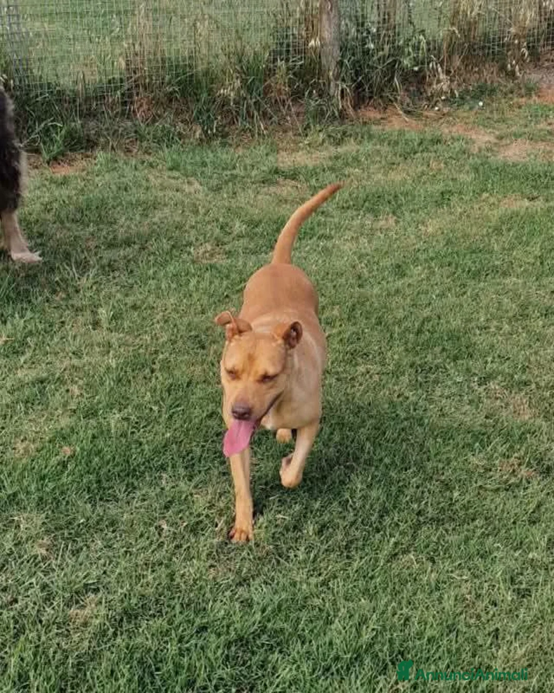 Meticcio cani in regalo: Agata, cucciolona derivata Pitt marrone - Annuncio 5