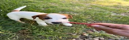 Jack Russell cani in vendita: Cucciolo Maschio Jack Russell terrier pelo liscio a Provincia di Pavia - Annuncio 12
