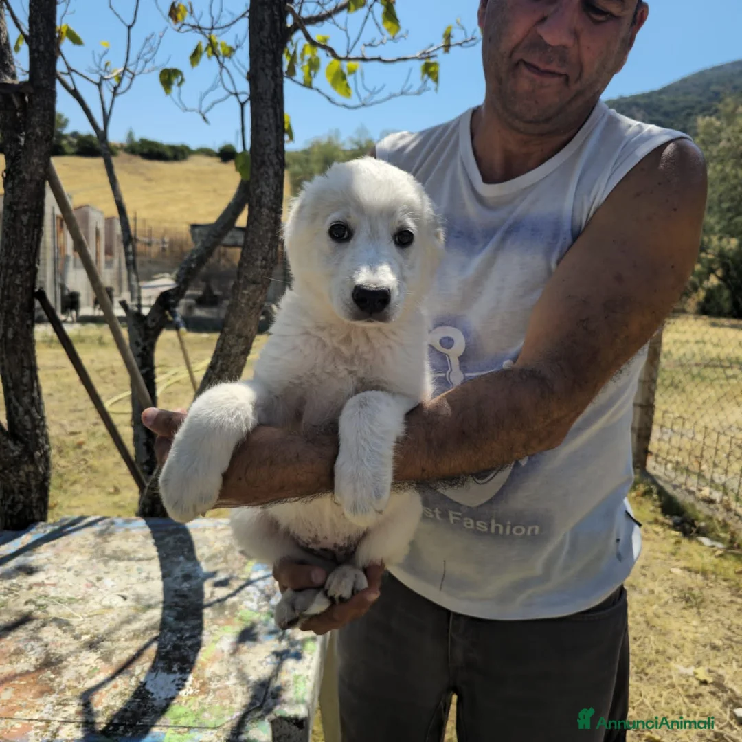 Meticcio cani in regalo: bella  - Annuncio 2