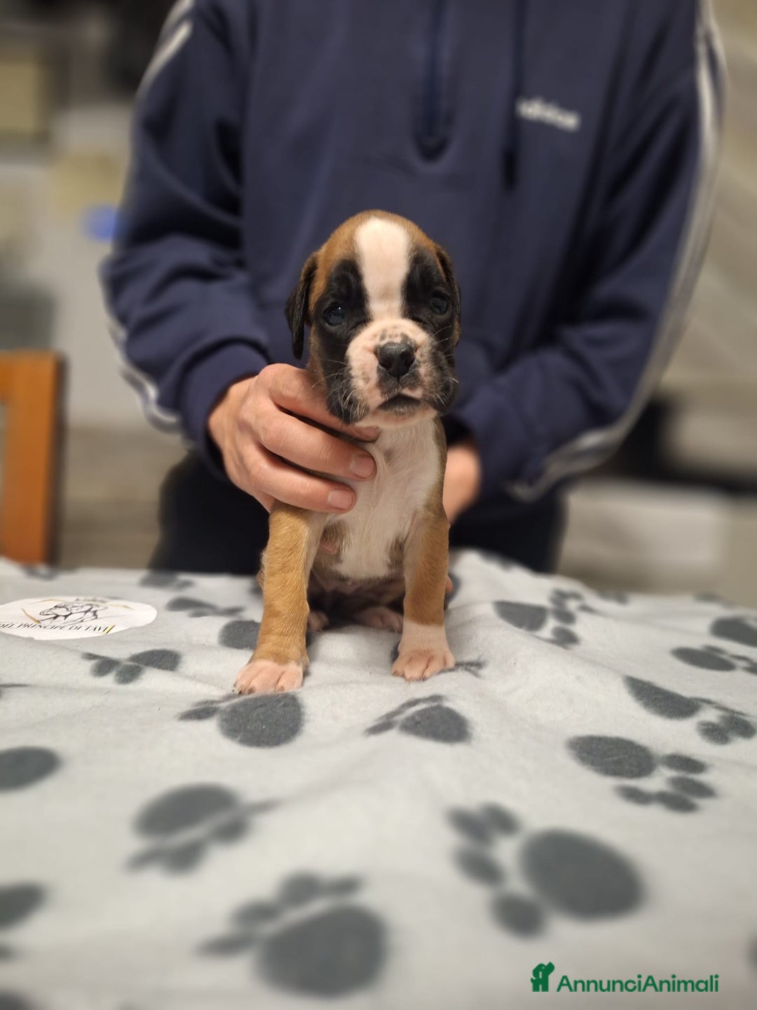 Boxer cani in vendita: Boxer cuccioli con pedigree - Annuncio 4
