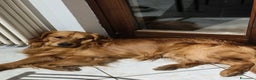 Golden Retriever cani in vendita: Golden retriever  - Annuncio 4