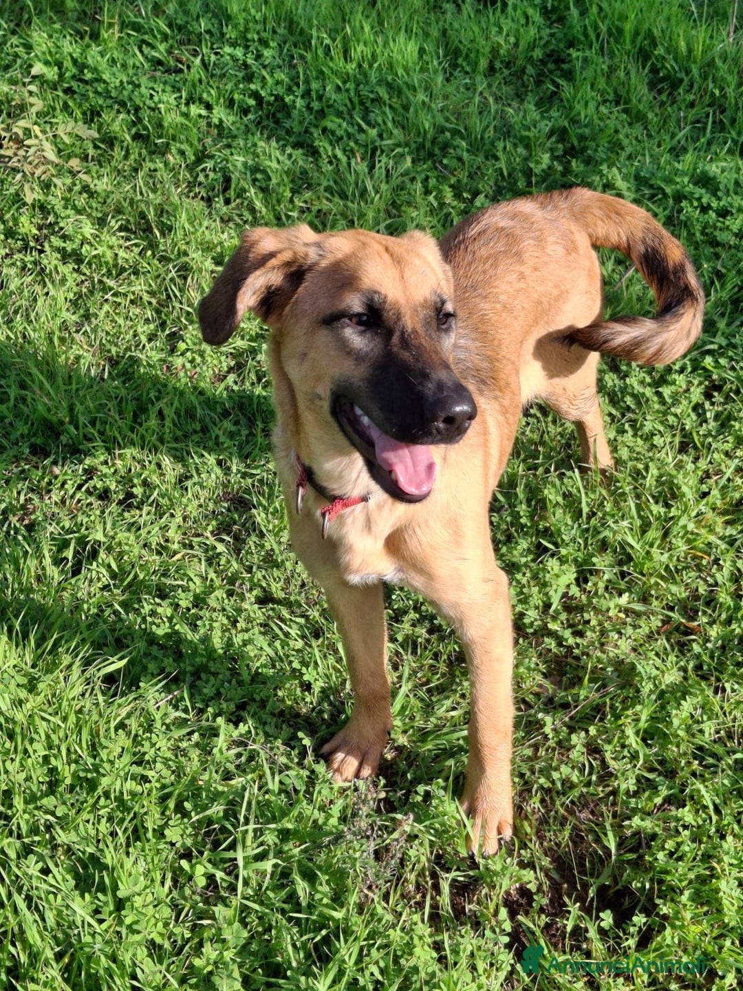 Meticcio cani in regalo: MORA 🩷 -cucciola stupenda; nessuno chiama per lei - Annuncio 7