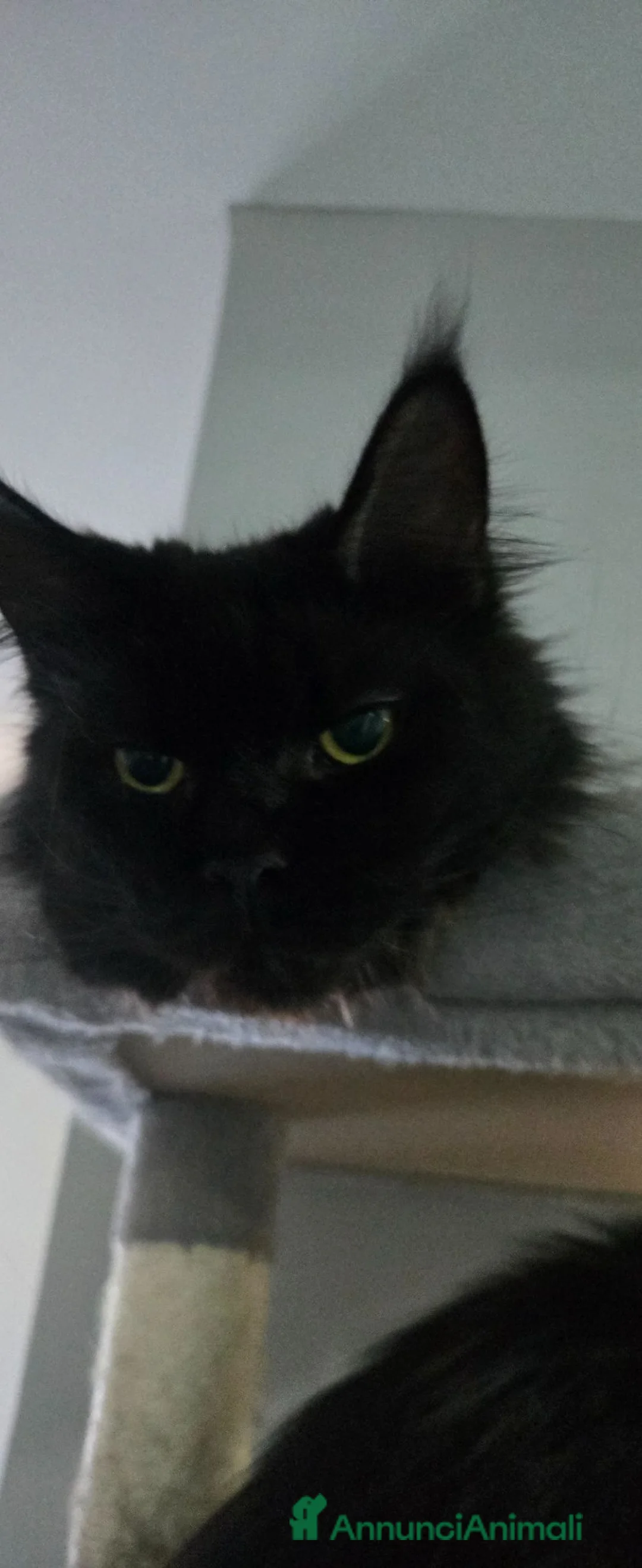 Maine Coon gatti in vendita: Cuccioli Maine Coon maschietti e femminucce  - Annuncio 2