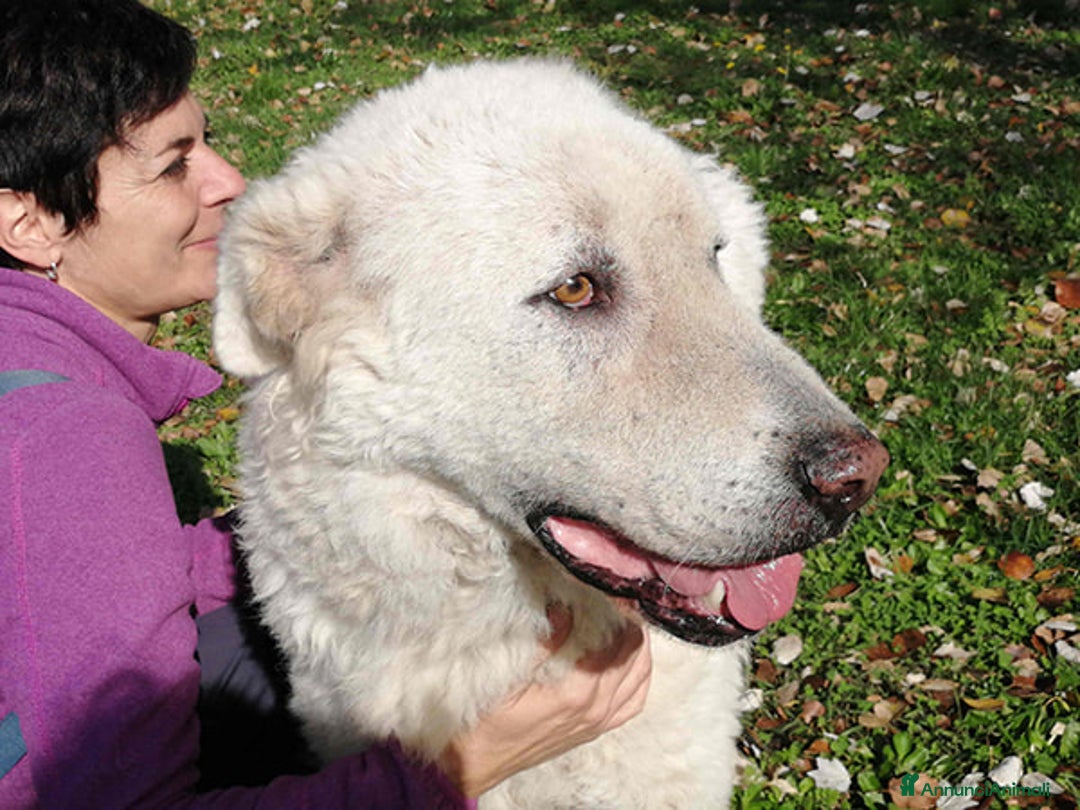 Meticcio cani in regalo: TIBERIO PRIMA CHE SIA TROPPO TARDI - Annuncio 3