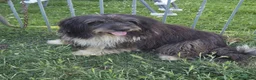 Meticcio cani in regalo: Argo magnifico "orsacchiotto" - Annuncio 3