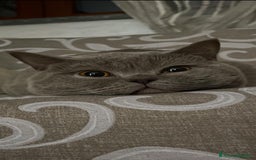 British gatti per accoppiamento: British short hair a Città Metropolitana di Torino - Immagine 1