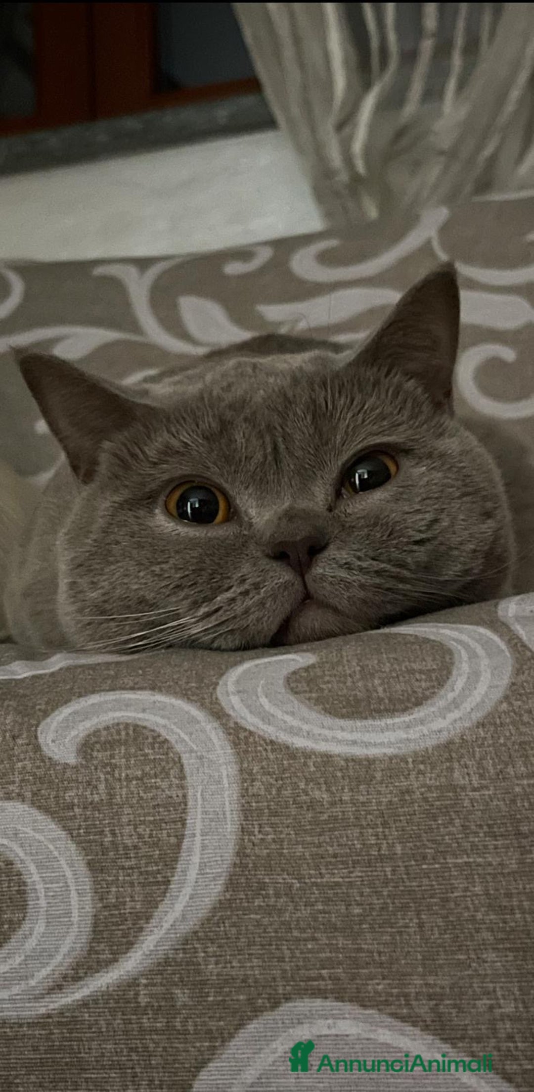 British gatti per accoppiamento: British short hair a Città Metropolitana di Torino - Annuncio 4