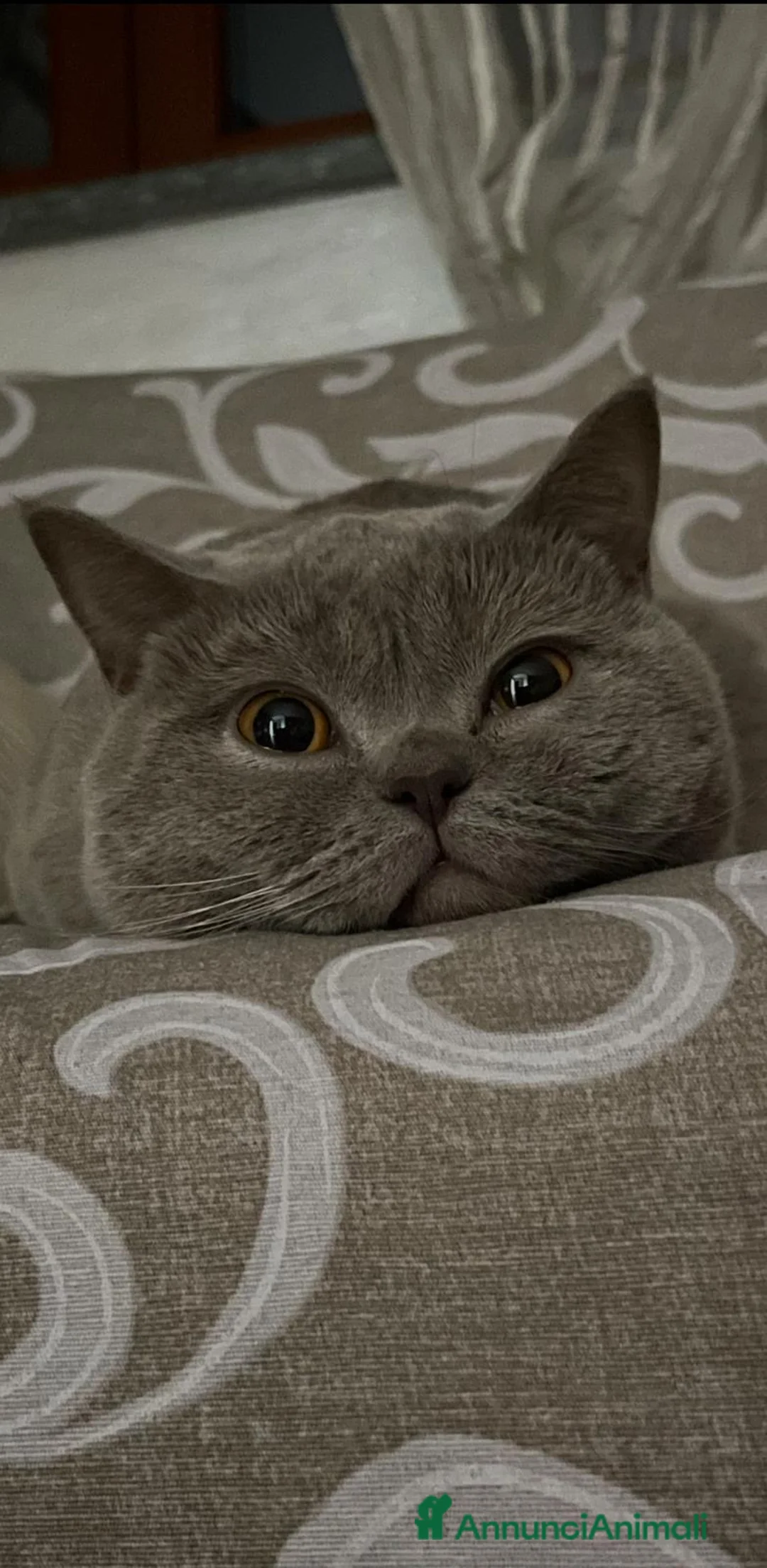 British gatti per accoppiamento: British short hair a Città Metropolitana di Torino - Annuncio 4