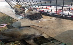 Bulldog Francese cani in vendita: Cucciole Bulldog Francese a Città metropolitana di Roma Capitale - Immagine 7