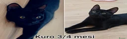 Europeo gatti in regalo: GATTINI IN CERCA D'AMORE  a Città Metropolitana di Bologna - Annuncio 7