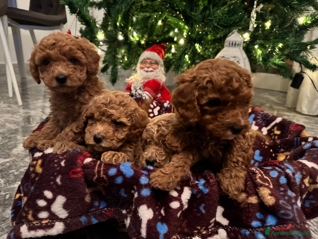 Barboncino cani in vendita: Vendita cuccioli barboncini nani - Annuncio 4
