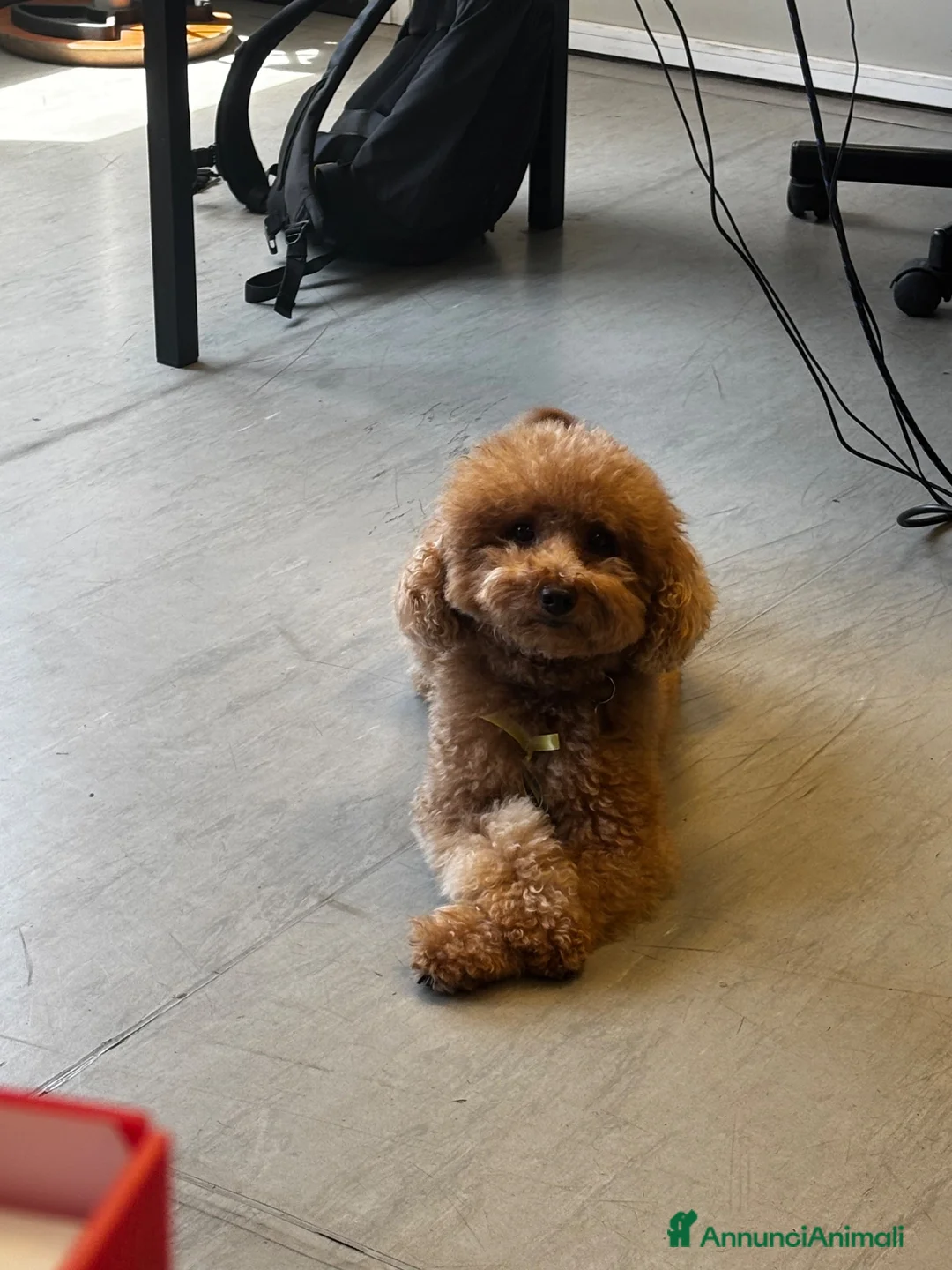 Barboncino Toy cani per accoppiamento: Cerco femmina Barboncino per accoppiamento a Città Metropolitana di Torino - Annuncio 2