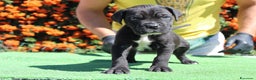 Cane Corso cani in vendita: Cuccioli di cane corso selezionati  - Annuncio 4