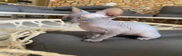 Sphynx gatti in vendita: Cuccioli Sphynks  - Annuncio 27