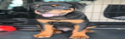 Rottweiler cani in vendita: Rottweiler  - Annuncio 4