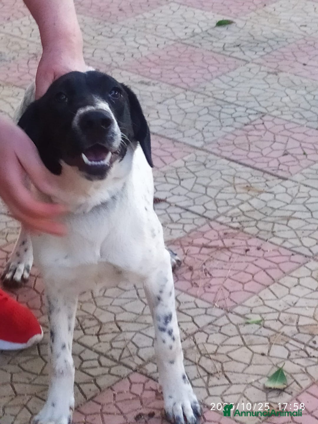 Meticcio cani in regalo: MAYA,ADATTA A TUTTI, NESSUNO CHIAMA PER LEI!!! - Annuncio 11