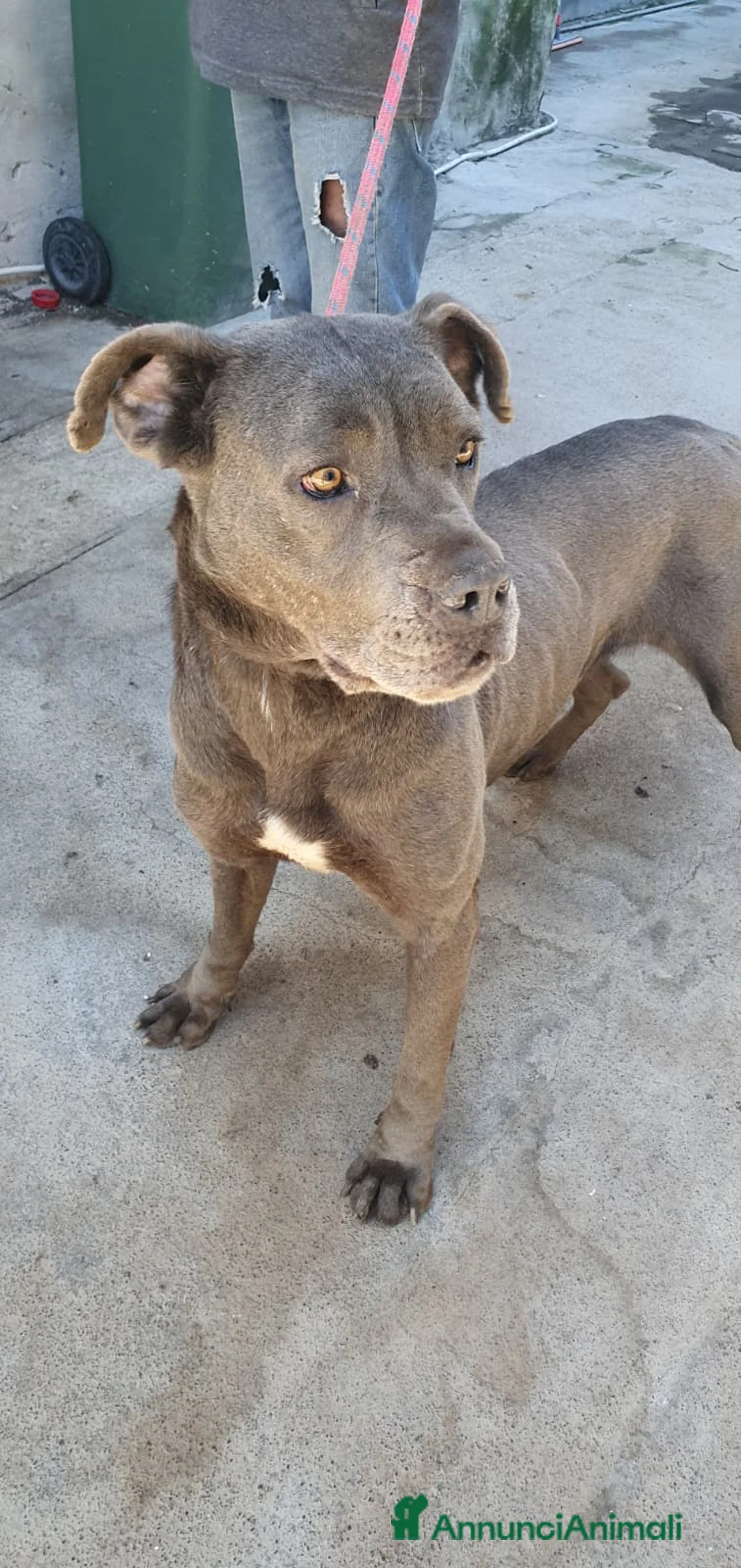 Cane Corso cani in regalo: Monica in Canile - Annuncio 1