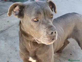 Cane Corso cani Monica in Canile - Annuncio 14