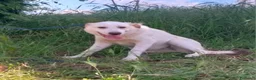 Meticcio cani in regalo: YAGO CUCCIOLO MIX LABRADOR  a Provincia di Varese - Annuncio 3