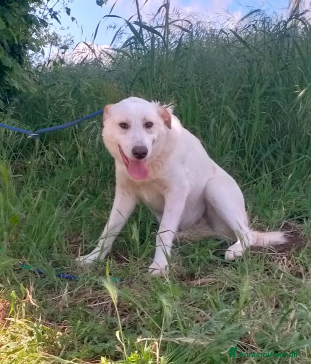 Meticcio cani in regalo: YAGO CUCCIOLO MIX LABRADOR  a Provincia di Varese - Annuncio 3