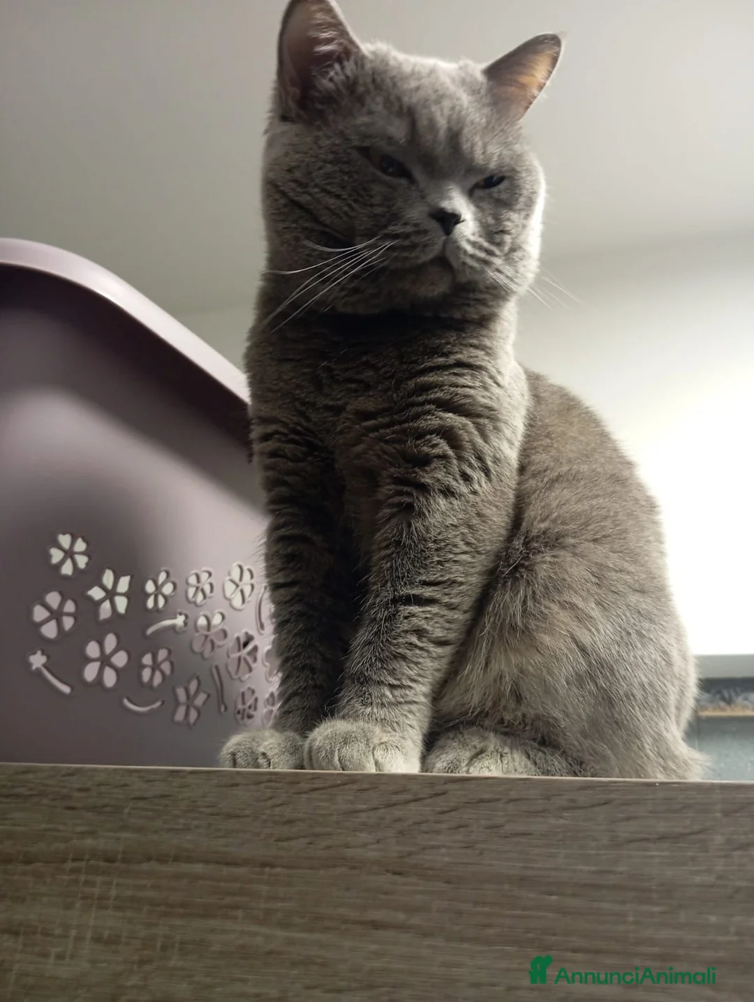 British gatti per accoppiamento: Accoppiamento British Shorthair a Città metropolitana di Milano - Annuncio 7