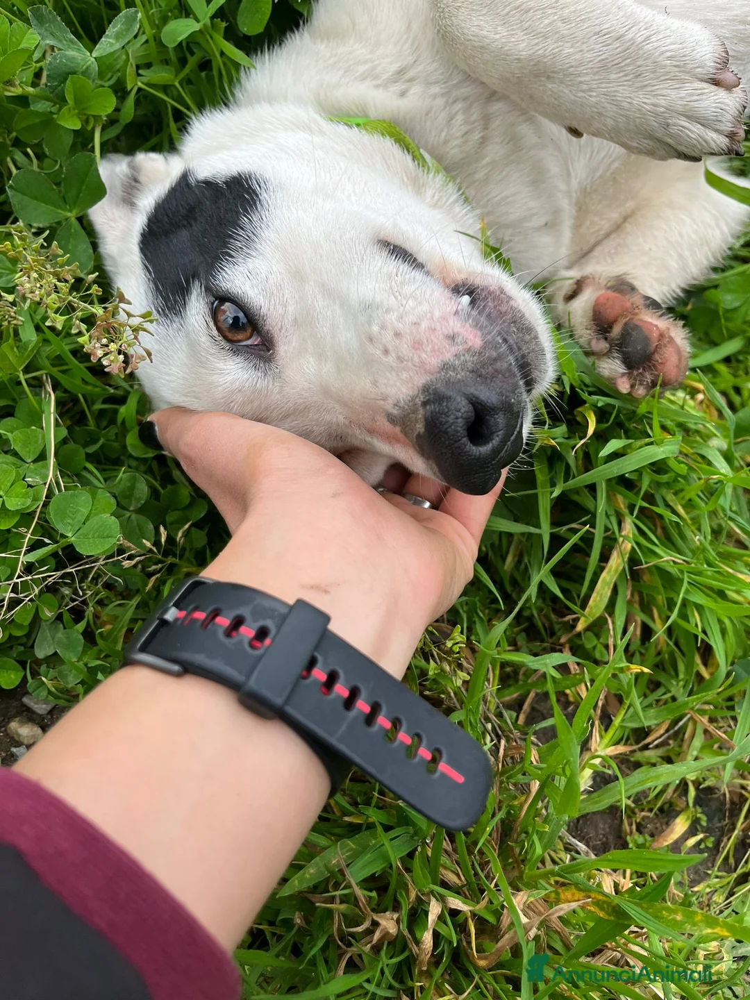 Meticcio cani in regalo: Cucciolo 2mesi mollato in un certo.SOS SICILIA - Annuncio 2