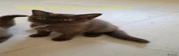 British gatti in vendita: British shorthair chocolate  - Annuncio 6