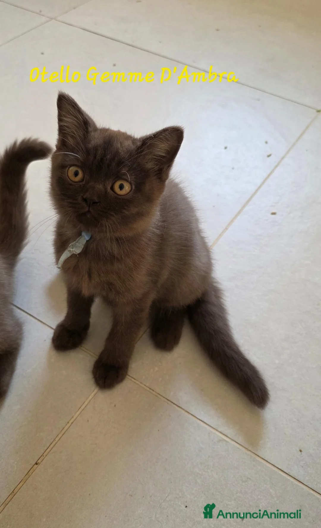 British gatti in vendita: British shorthair chocolate  - Annuncio 6