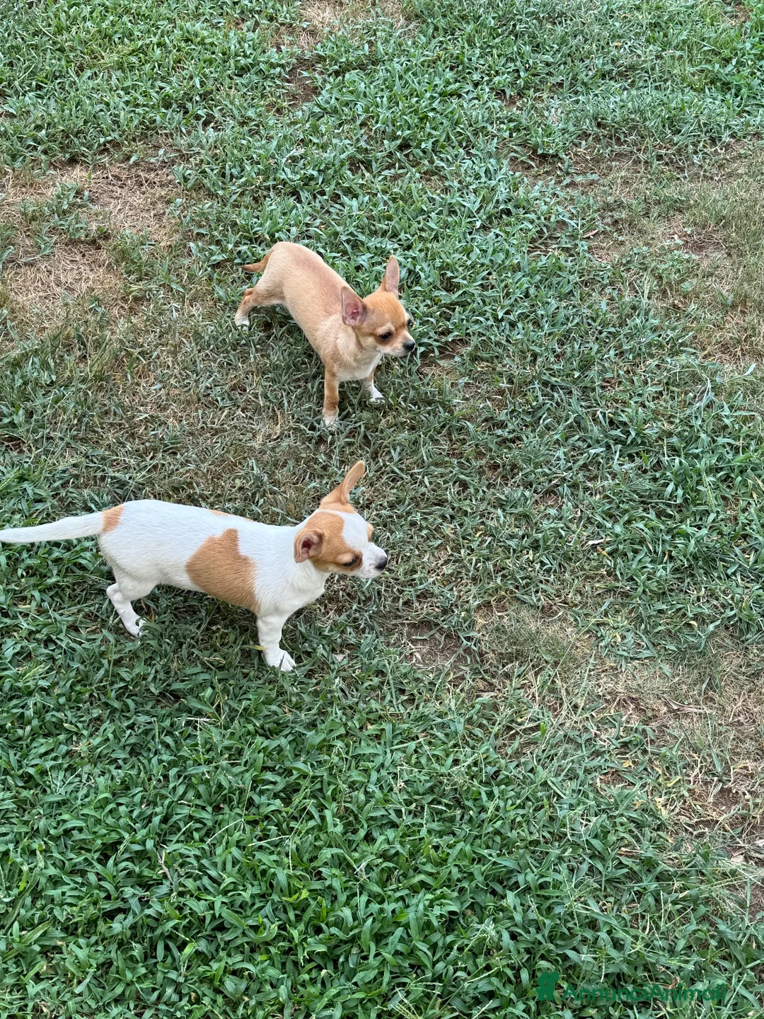 Chihuahua cani in vendita: Vendita chihuaua - Annuncio 2